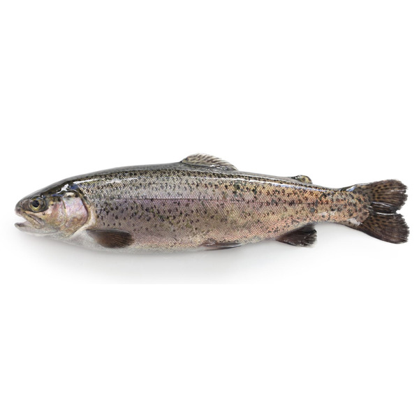 Fresh Whole Trout, farm raised