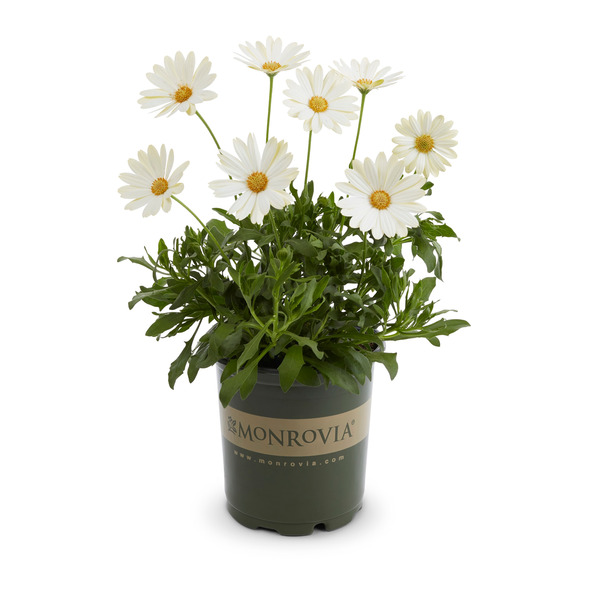 Monrovia 2 Quart(s) Assorted colors African Daisy 1 -Pack - Low Maintenance