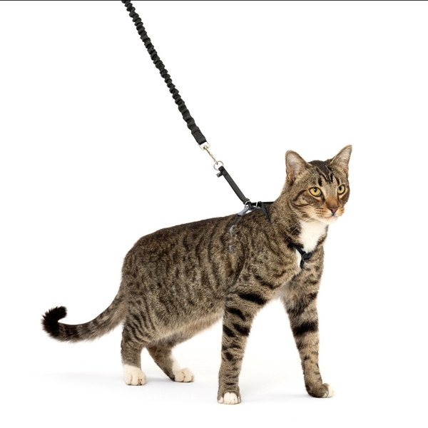 PetSafe Come With Me Kitty Harness and Bungee Leash, Large, Black