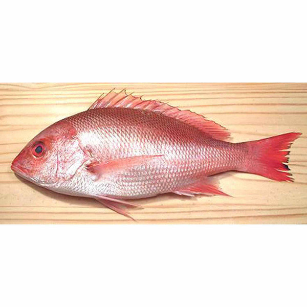 Fresh Silk-Snapper