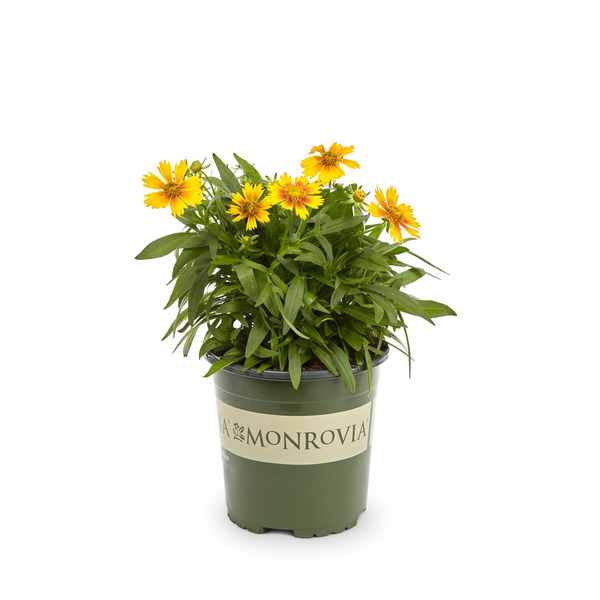 Monrovia 2 -Quart Assorted colors Gold and Bronze Coreopsis 1 -Pack