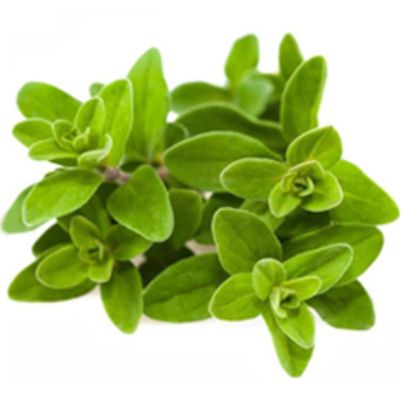 Marjoram