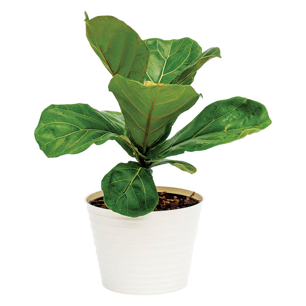 monstera hawaii Monstera Sierrana Hawaiian Form | Rare Indoor Plant