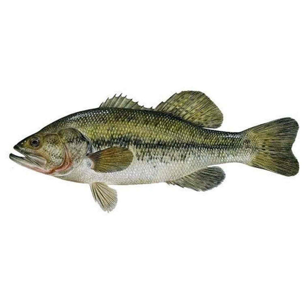 Live Big Mouth Bass