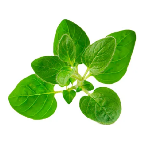 Oregano - 4 oz