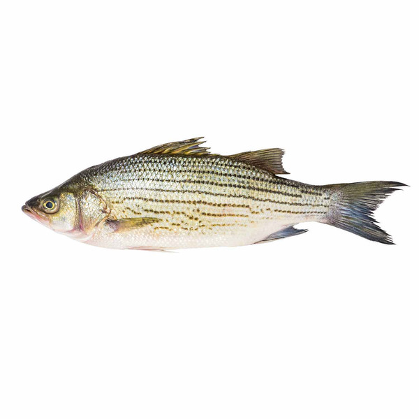 Fresh Striped Bass