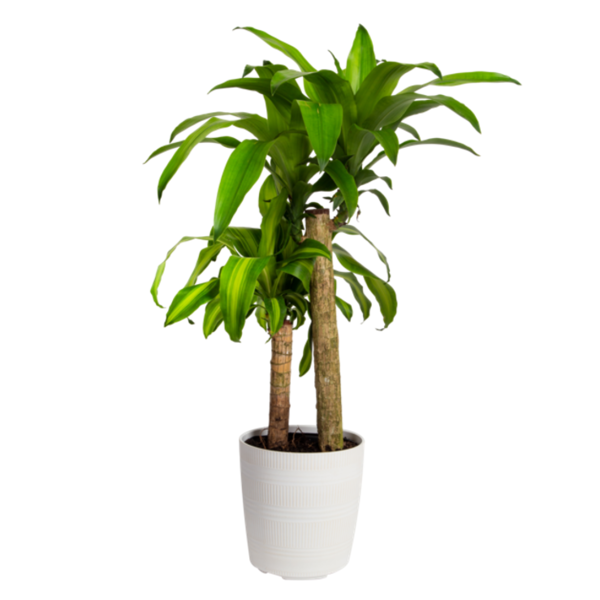 Costa Farms Large Mass Cane With Calo Planter