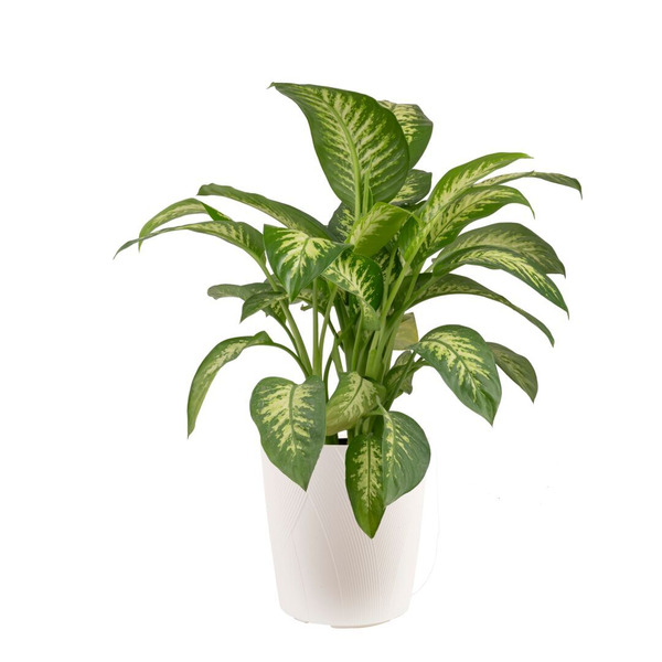 Costa Farms Dieffenbachia House Plant, Plastic Planter