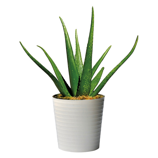 banana leaf dieffenbachia Dieffenbachia Reflector Dumb Cane Variegated main image 1