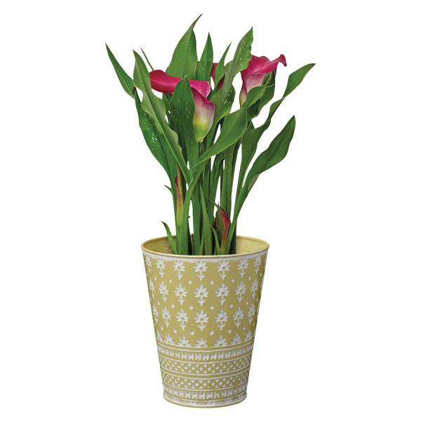 Kurt Weiss Greenhouse Calla Lily in Can Same-Day Delivery or