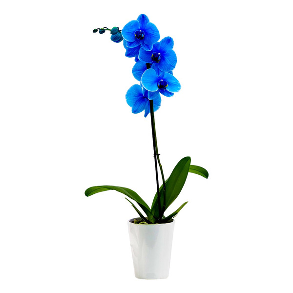 Publix Silver Vase Blue Mystique Orchid SameDay Delivery or Pickup Instacart