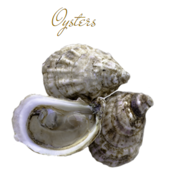 Sullivan and Fitzgerald - Chebooktook Oyster 50 CT