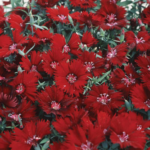 Altman Plants 1.5 G (5.67 L) Cp Dianthus Plant