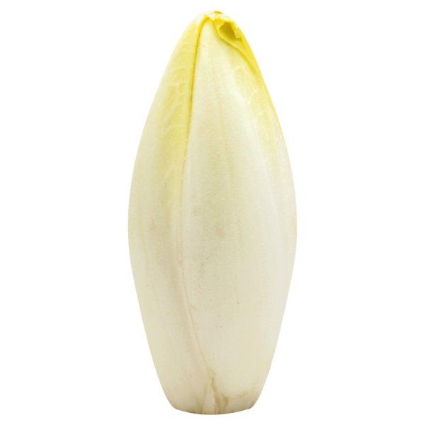 Fresh Endive