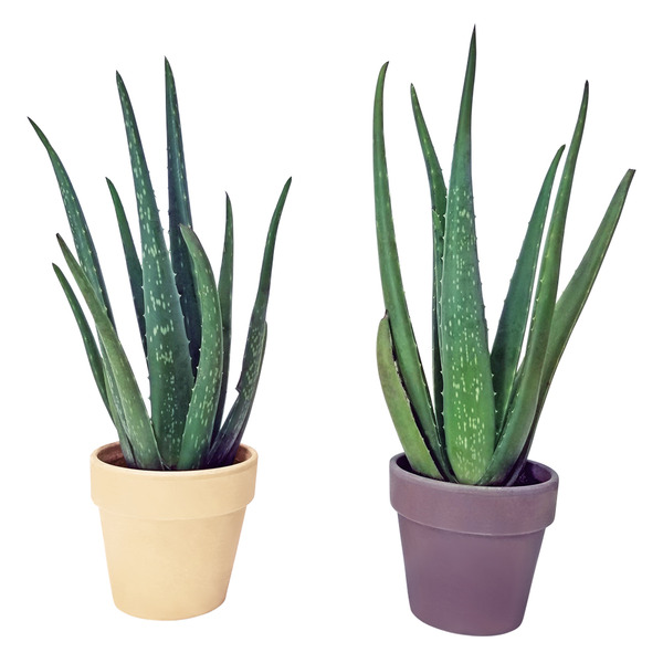 4 Inch Aloe Vera Plant Same-Day Delivery or Pickup | ALDI