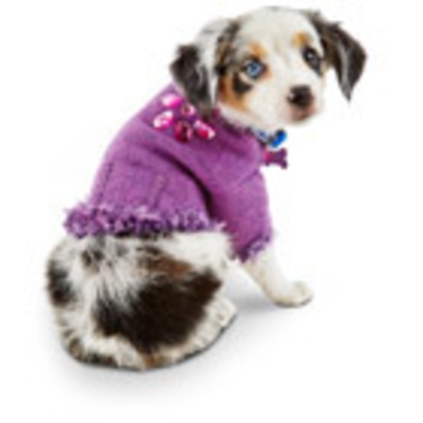 purple dog sweater