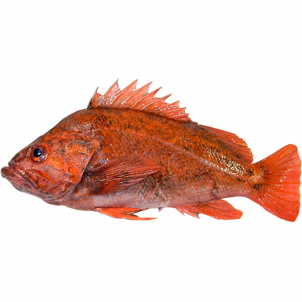 Fresh Rock Cod-Vermillion