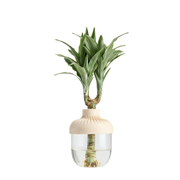Live Trends Crafted Beauty Glass Terrarium - Intermix House Plant