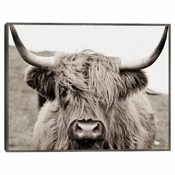 Fine Art Canvas Scruffy Cow Framed Wall Art, Multi, 22X28