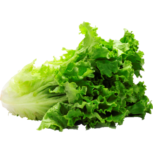 Organic Green Leaf Lettuce