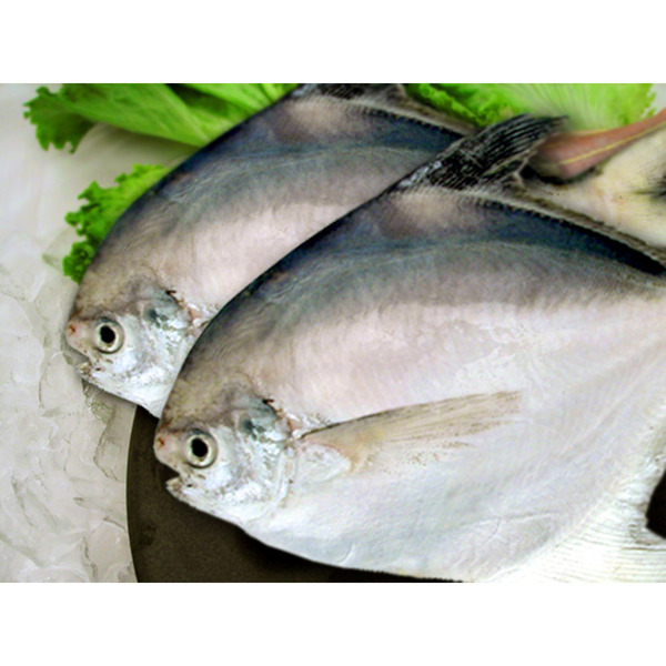 White Pomfret