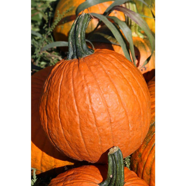 Unbranded X-large Pumpkin