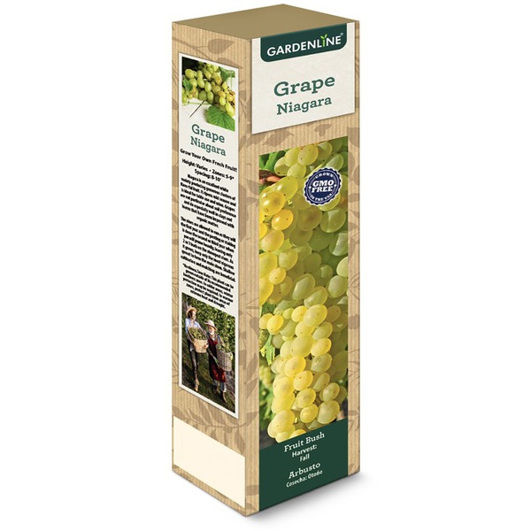 Gardenline Niagara Grape Vine Same-Day Delivery or Pickup | ALDI