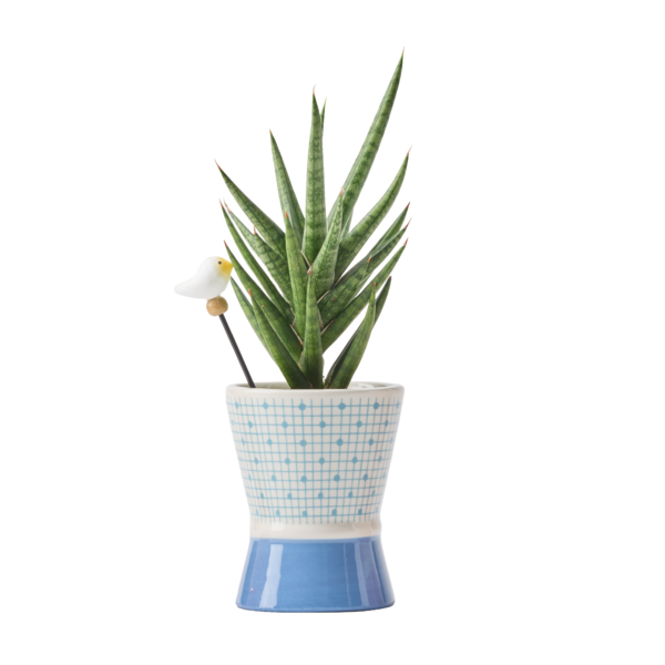 Live Trends Marigold Ceramic Pot House Plant, Assorted Greenhouse Picks