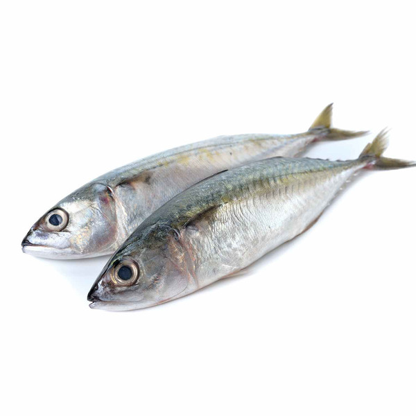 FF Indian Mackerel