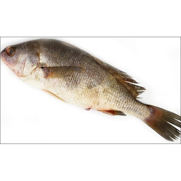 Freshwater Croaker Fish Same-Day Delivery | Food Bazaar