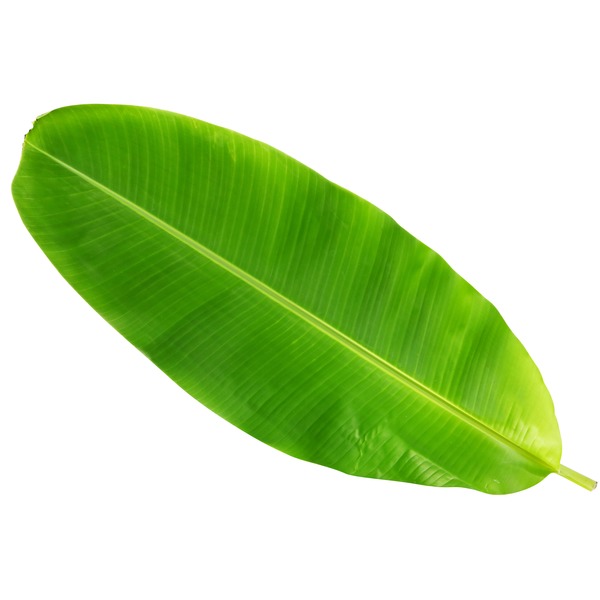 Banana Leaf Wallpaper Nz | banana leaf plant nz banana tree leaves 28 bananas org Banana Leaf Wallpaper Nz | banana leaf plant nz banana tree leaves 28 bananas org