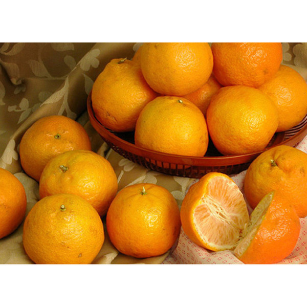 Golden Nugget Mandarin