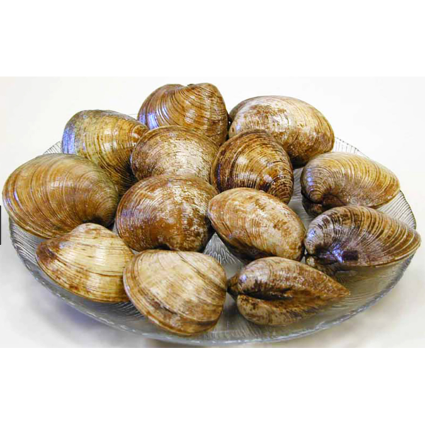 Clams Topneck Wild - 100 Ct