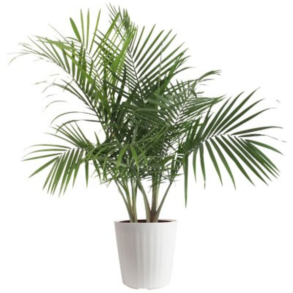 5 inch plastic plant pots Clear Self-Watering Hanging Plant Pot – 4