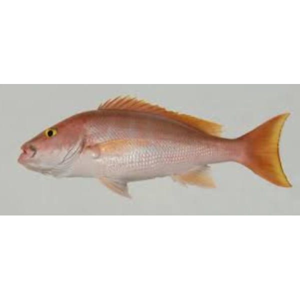Silk Snapper