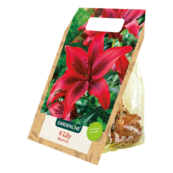 Gardenline Lily Blackout Same-Day Delivery or Pickup | ALDI