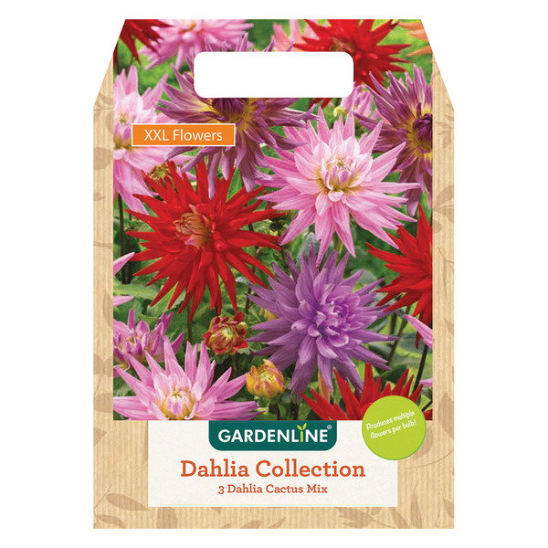 Gardenline Dahlia Cactus Mix Same-Day Delivery or Pickup | ALDI