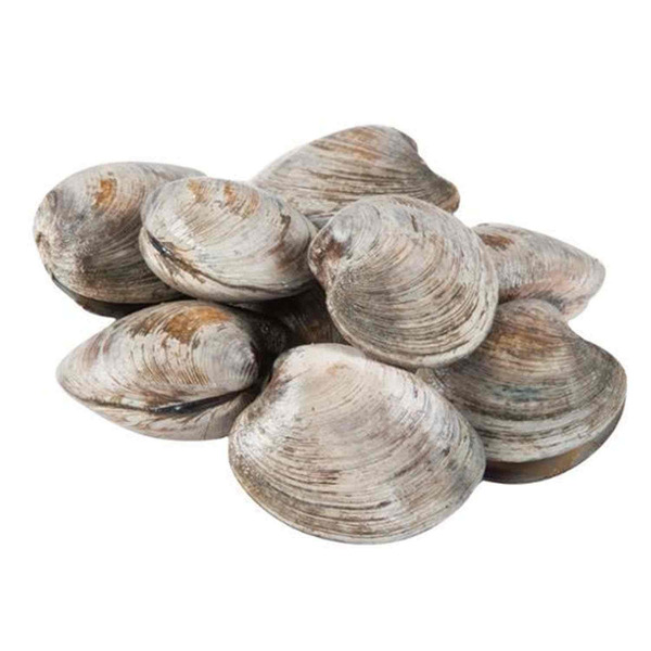 Live Cherry Stone Clam