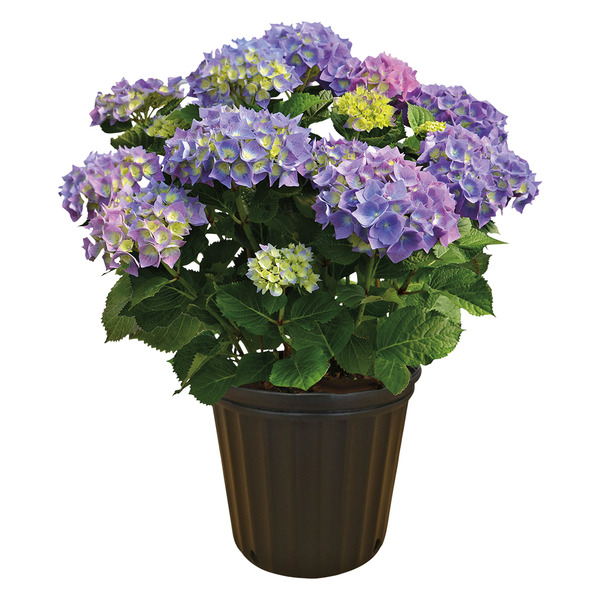 8in Hydrangea Same-Day Delivery or Pickup | ALDI