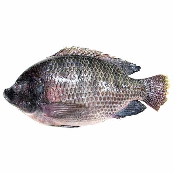 Tilapia