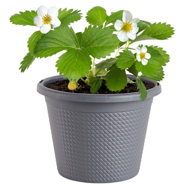 Bonnie Plants 8 In. Live Strawberry Plant