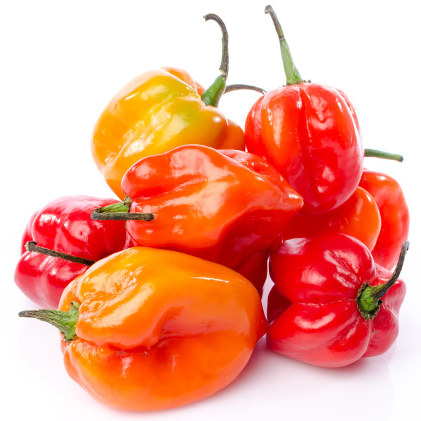 Habanero Pepper