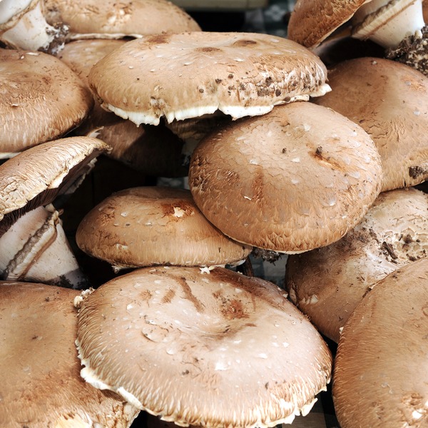 Bulk Portabella Mushrooms Large Caps