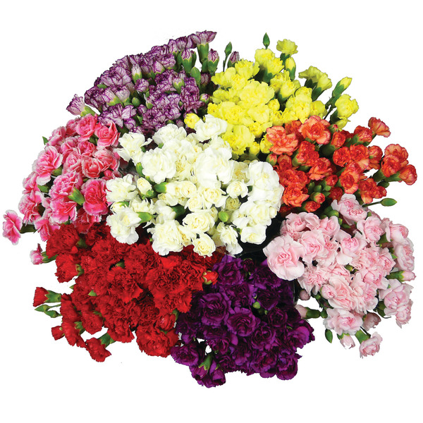 Mini Raffine Carnation 9
