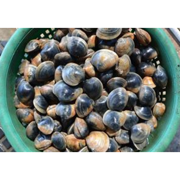 Live Pasta Clams - 10 lbs
