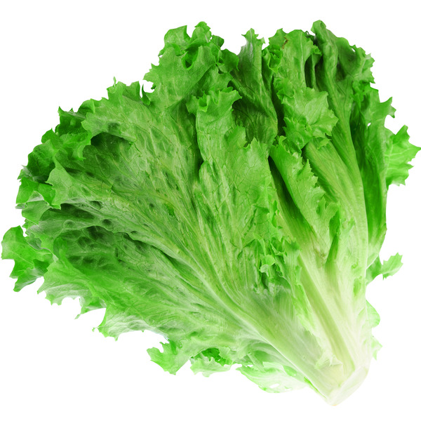 Green Leaf Lettuce