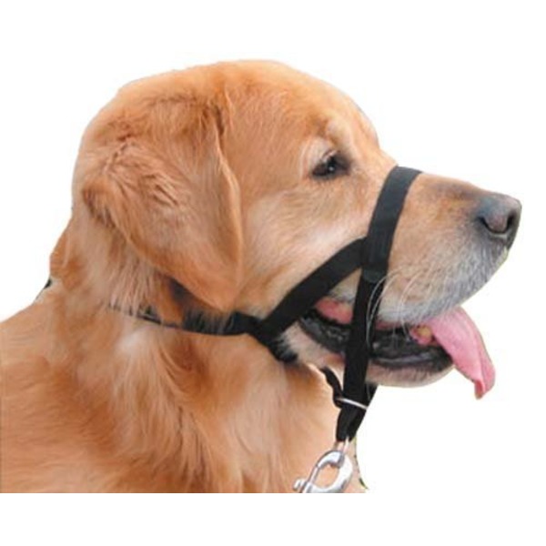 black dog head collar