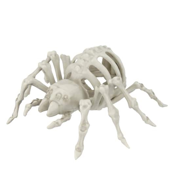 Ashland Spider Skeleton