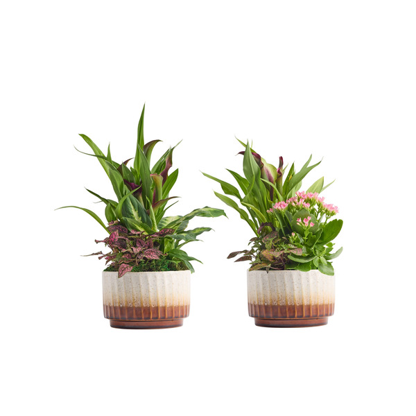 Live Trends Emma Ceramic Planter - Assorted Garden Greenhouse Picks