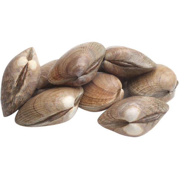 Live Venus Clam